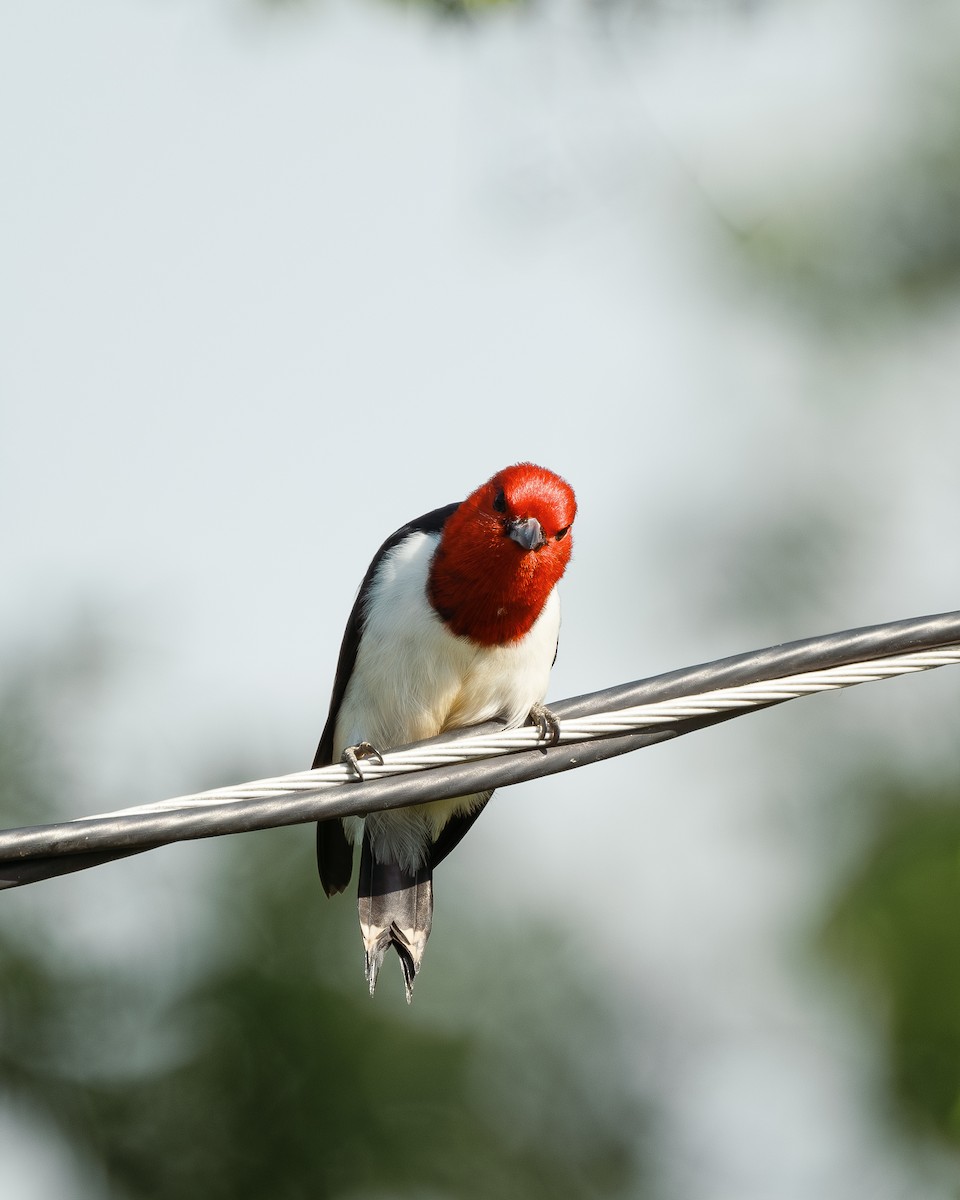 Red-headed Woodpecker - ML618501286