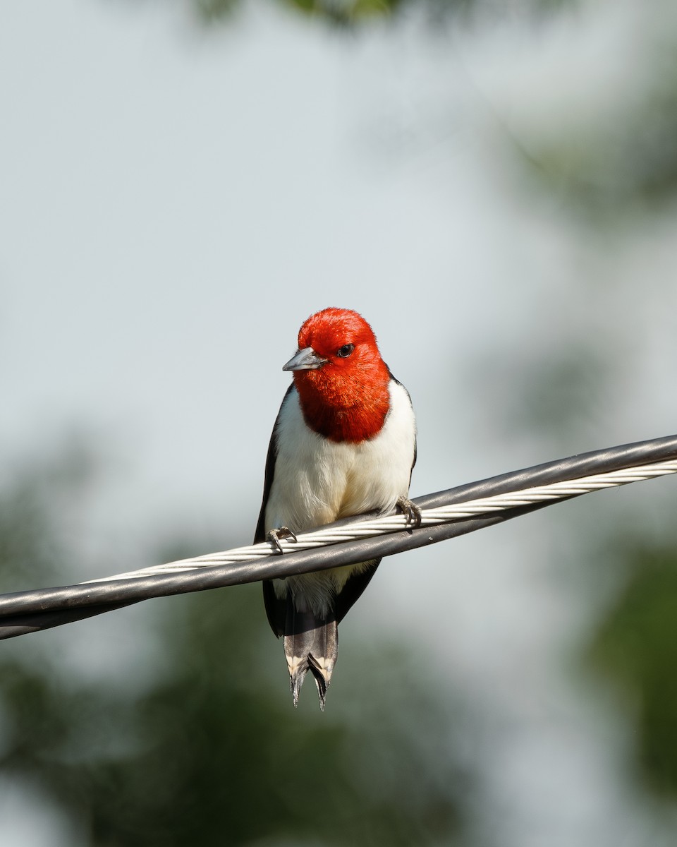 Red-headed Woodpecker - ML618501287