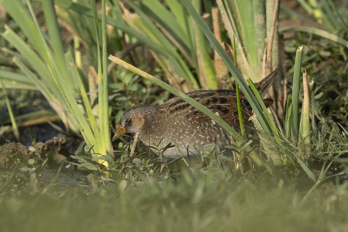 Spotted Crake - ML618501318