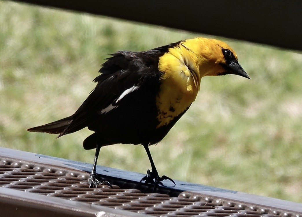 Yellow-headed Blackbird - J H