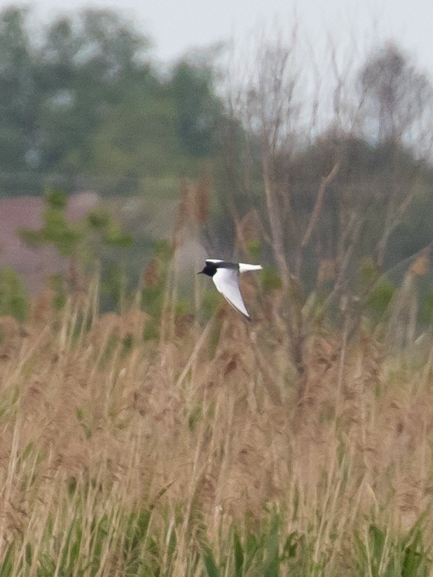 White-winged Tern - Milan Martic