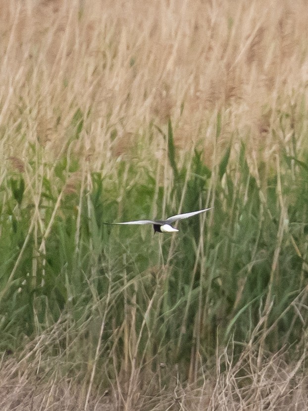 White-winged Tern - ML618501387