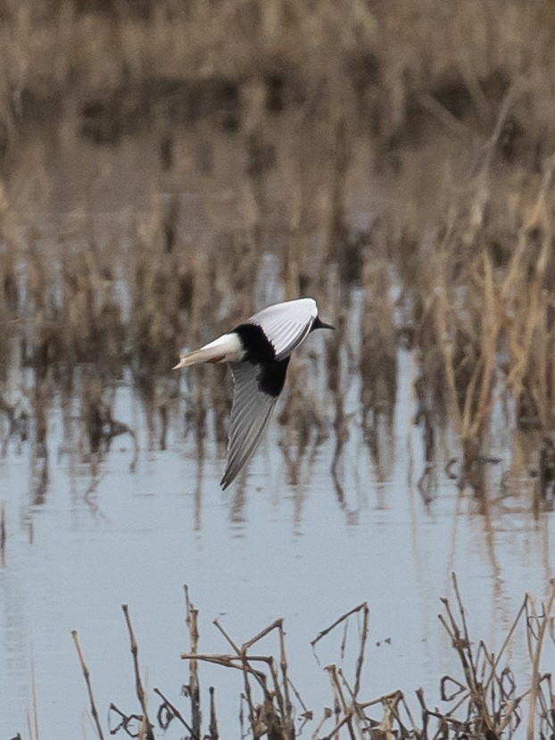 White-winged Tern - ML618501388