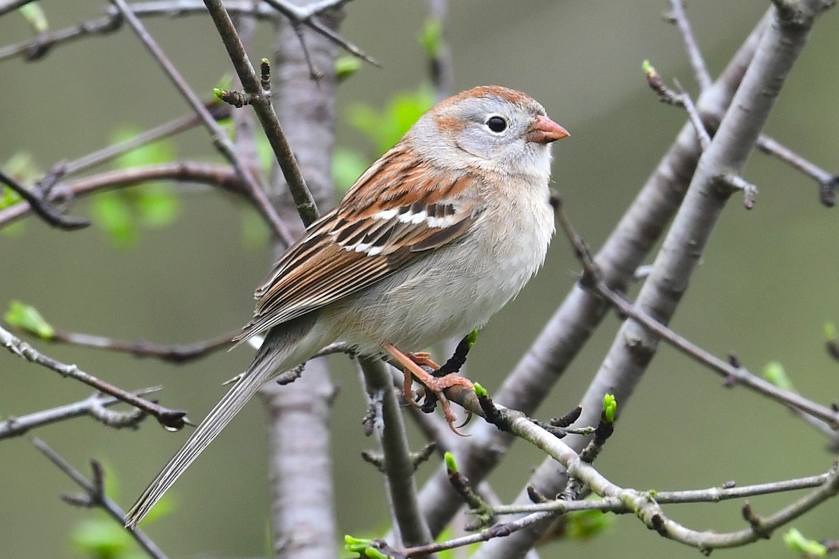 Field Sparrow - ML618501440
