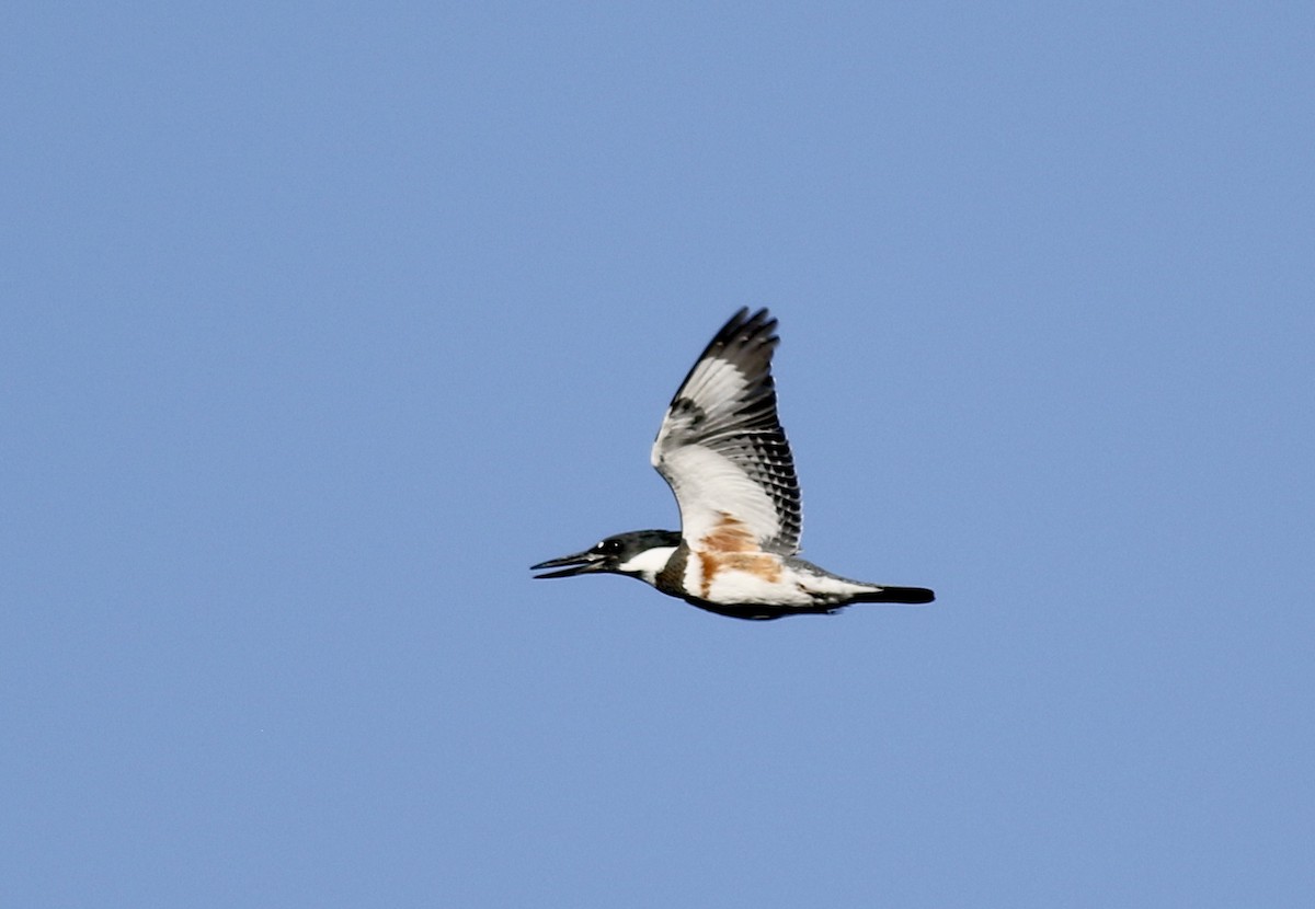 Belted Kingfisher - ML618501442