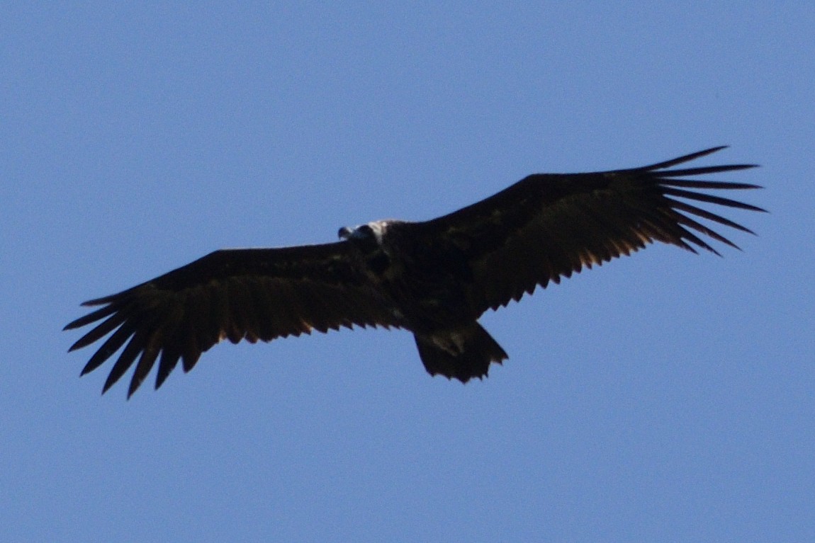Cinereous Vulture - ML618501443