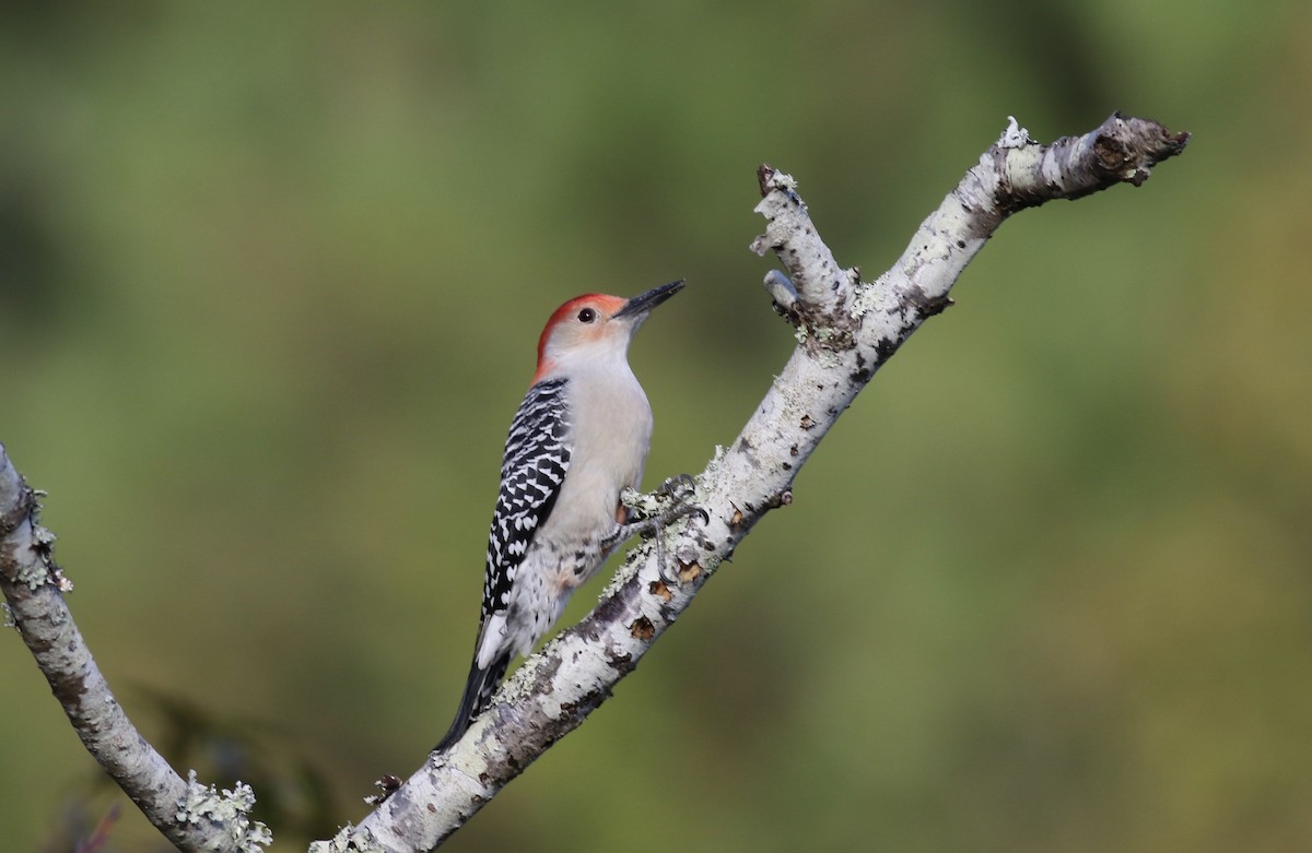 Red-bellied Woodpecker - ML618501454