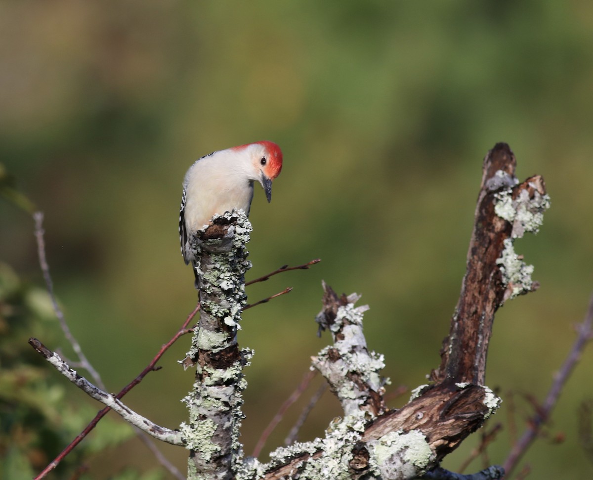 Red-bellied Woodpecker - ML618501463