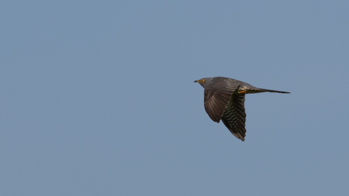 Common Cuckoo - ML618501519