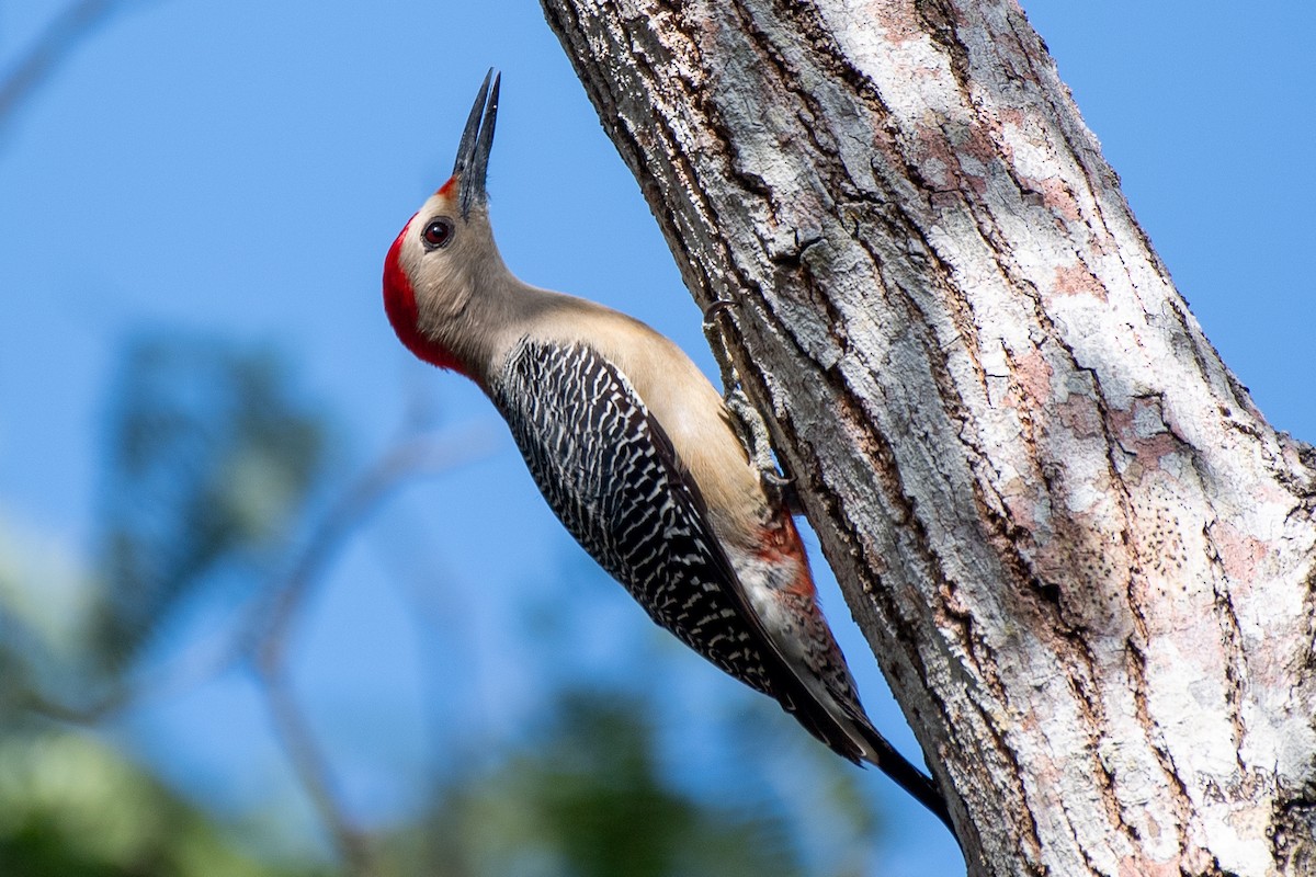 Golden-fronted Woodpecker (Velasquez's) - ML618501539