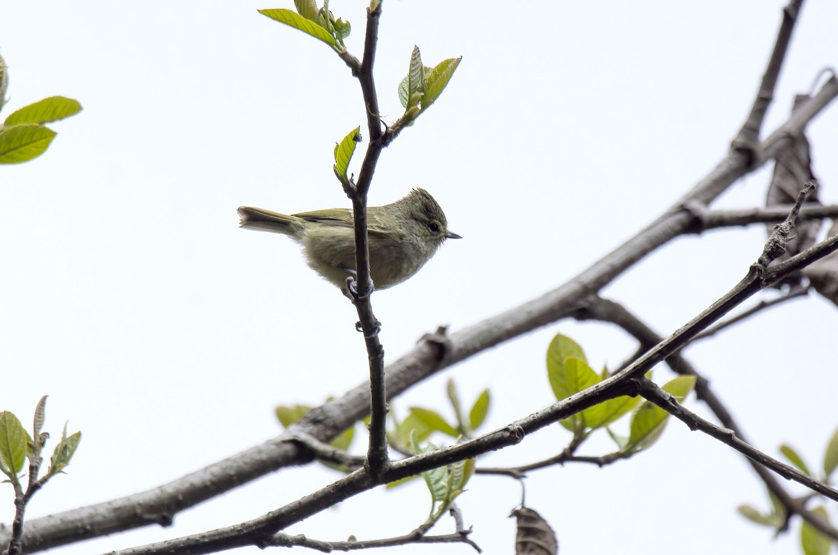 Yellow-browed Tit - ML618501565