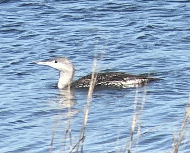 Red-throated Loon - Justyn Stahl