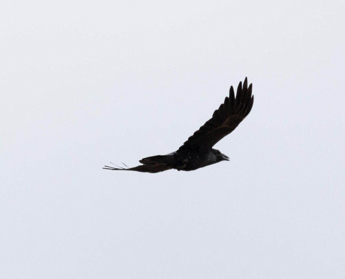 Common Raven - ML618501615
