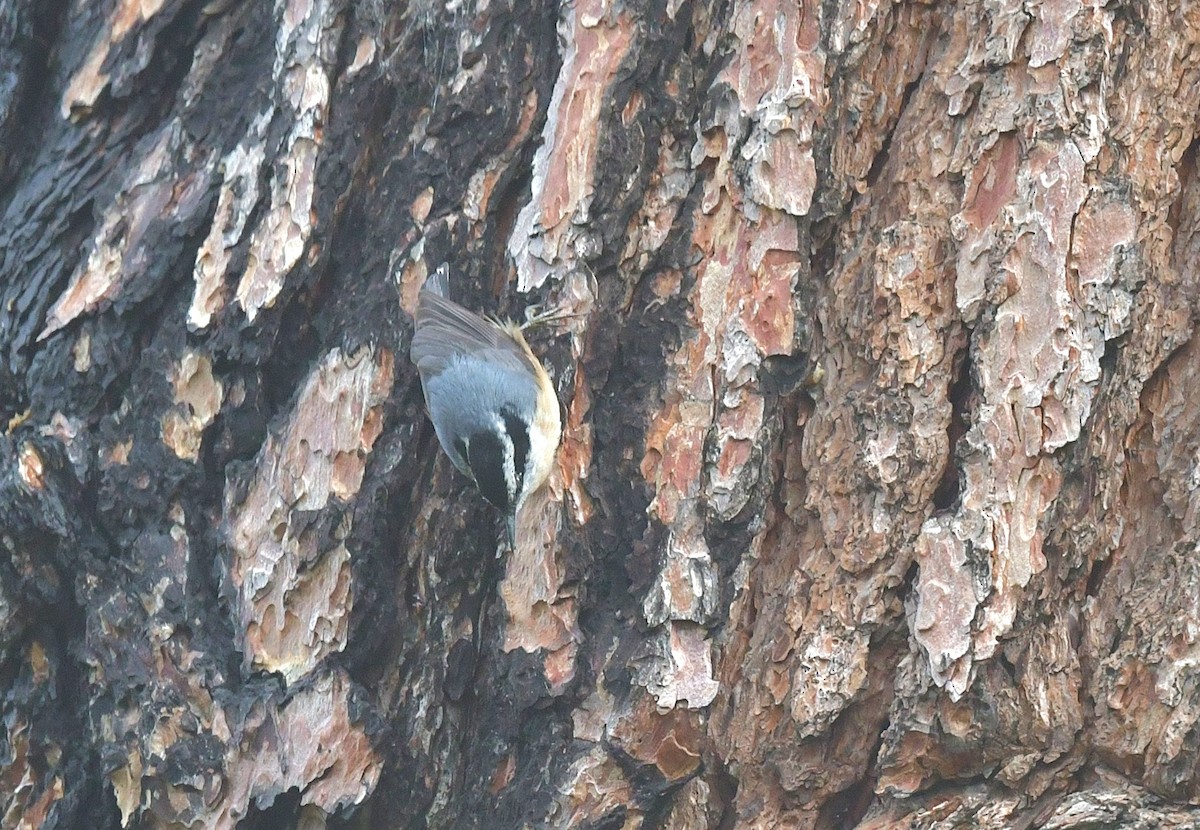 Red-breasted Nuthatch - ML618501625