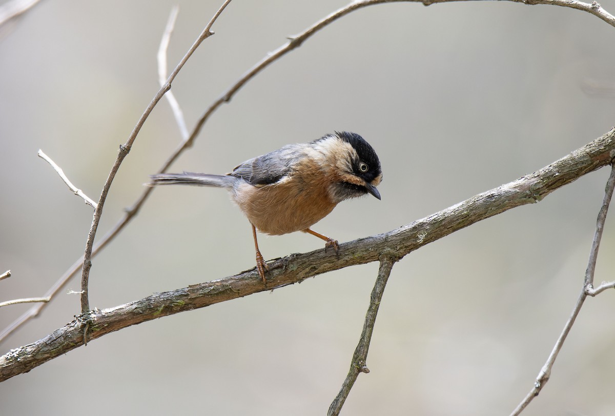 Black-browed Tit (Rufous-fronted) - ML618501638