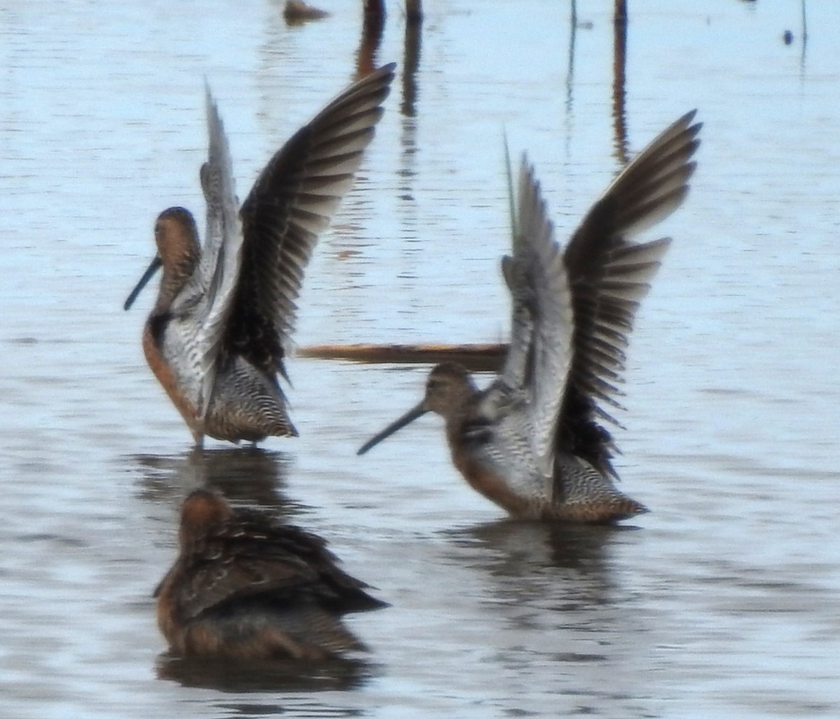 Long-billed Dowitcher - ML618501642