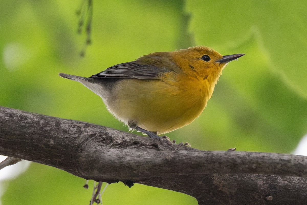 Prothonotary Warbler - ML618501674
