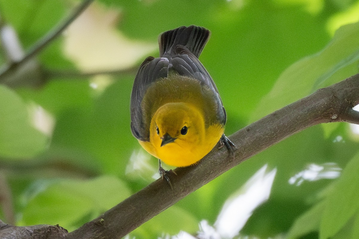 Prothonotary Warbler - ML618501675