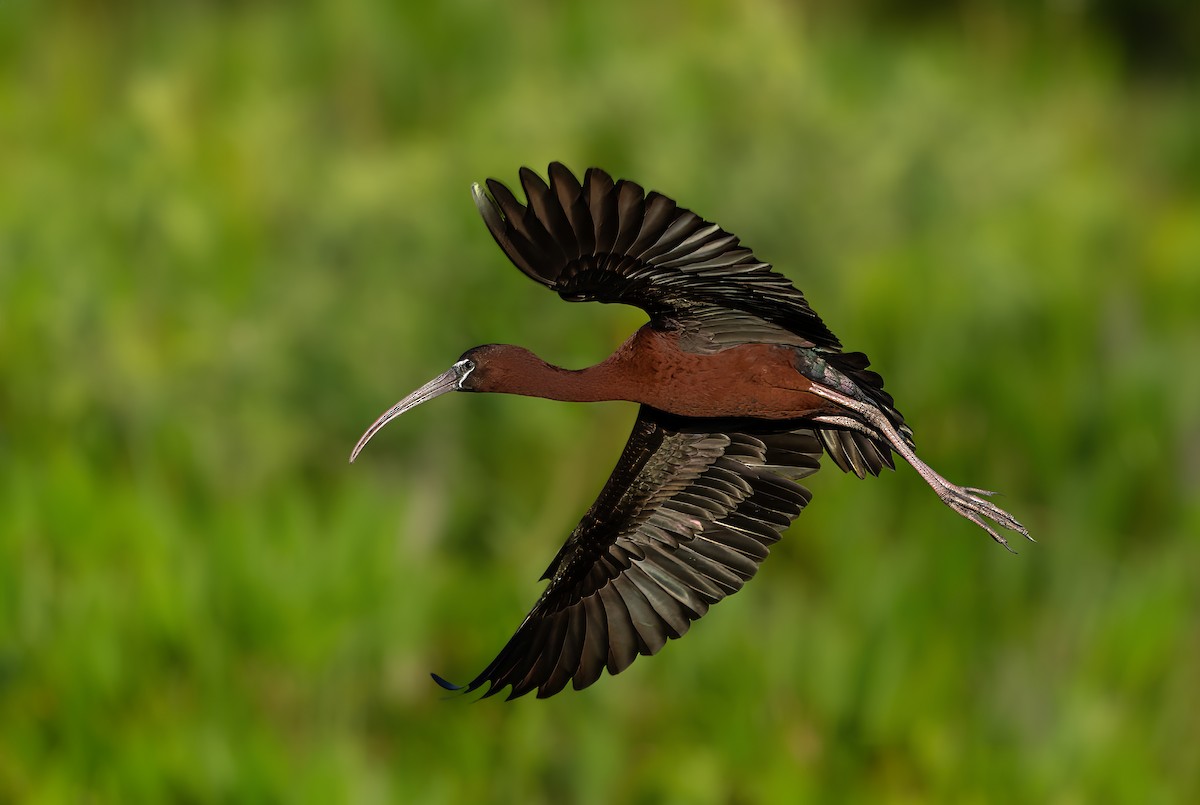 ibis hnědý - ML618501713