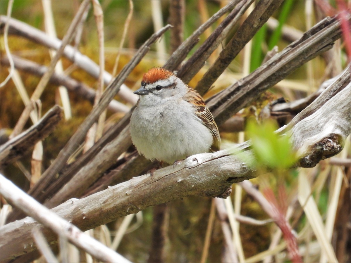 Chipping Sparrow - ML618501722