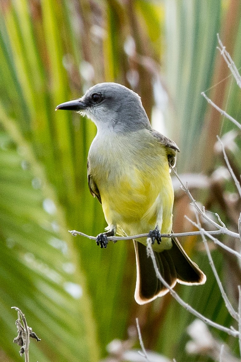 Tropical Kingbird - Johanne Cousineau