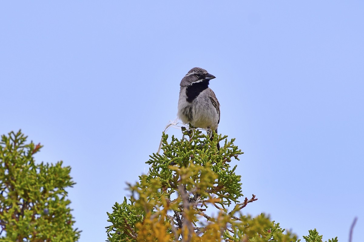 Black-throated Sparrow - Nate Gowan