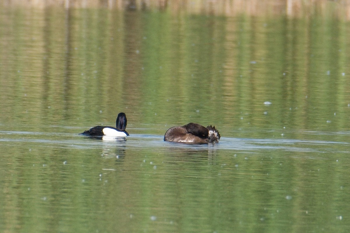 Tufted Duck - ML618501813
