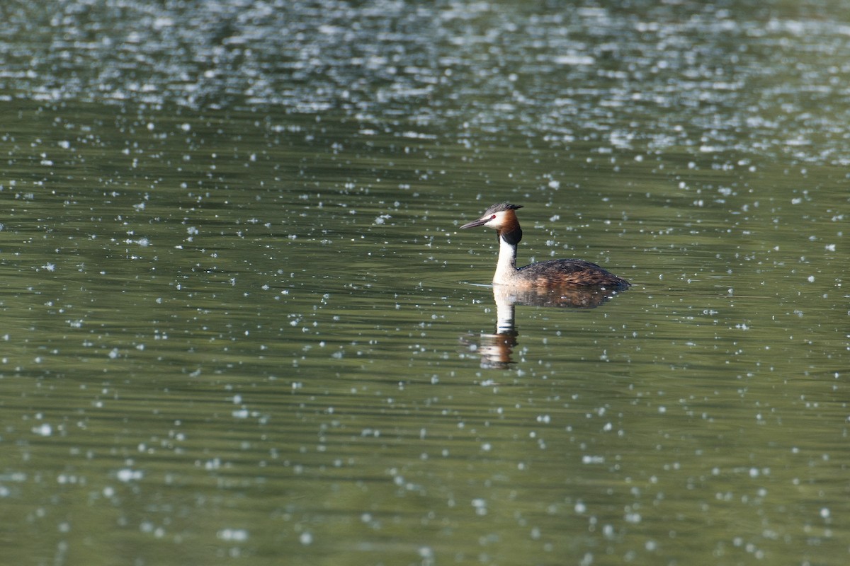 Great Crested Grebe - ML618501826