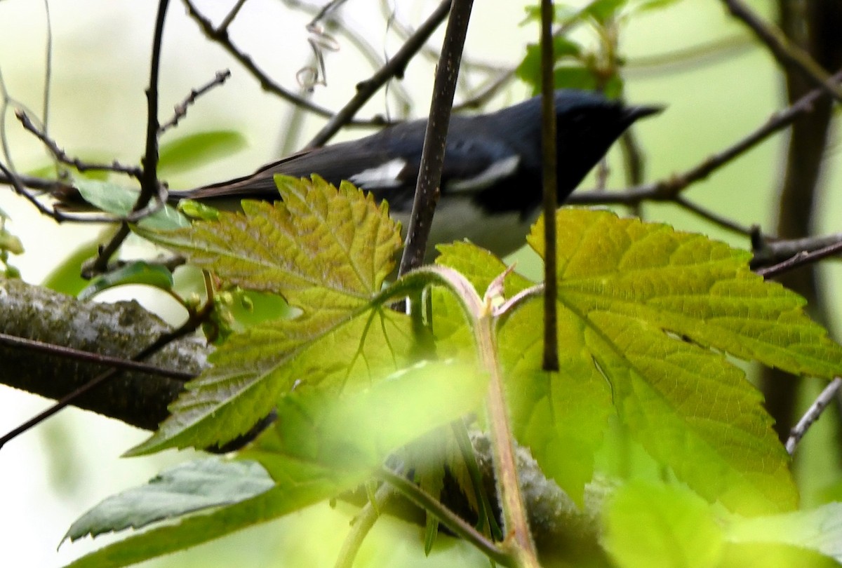 Black-throated Blue Warbler - ML618501828