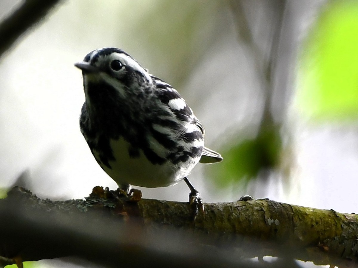 Black-and-white Warbler - ML618501843