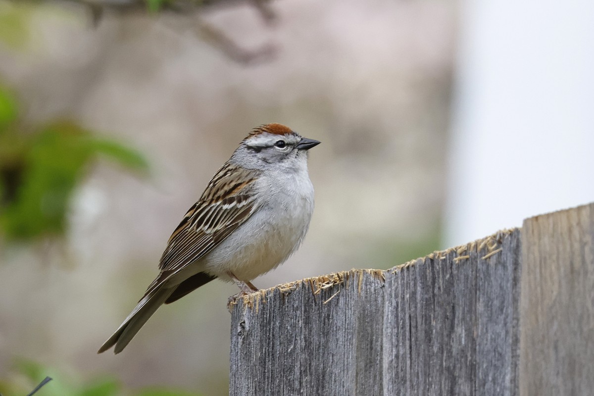 Chipping Sparrow - ML618501875