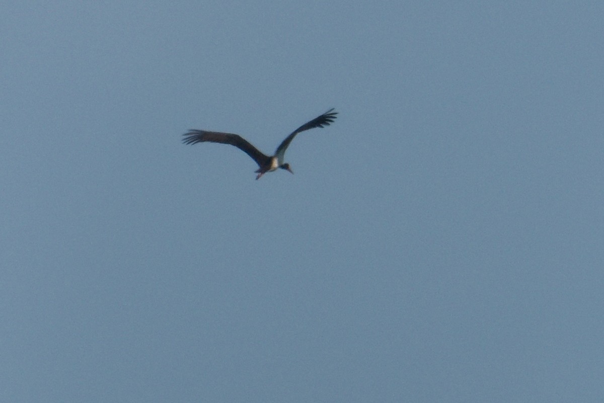 Black Stork - ML618501877