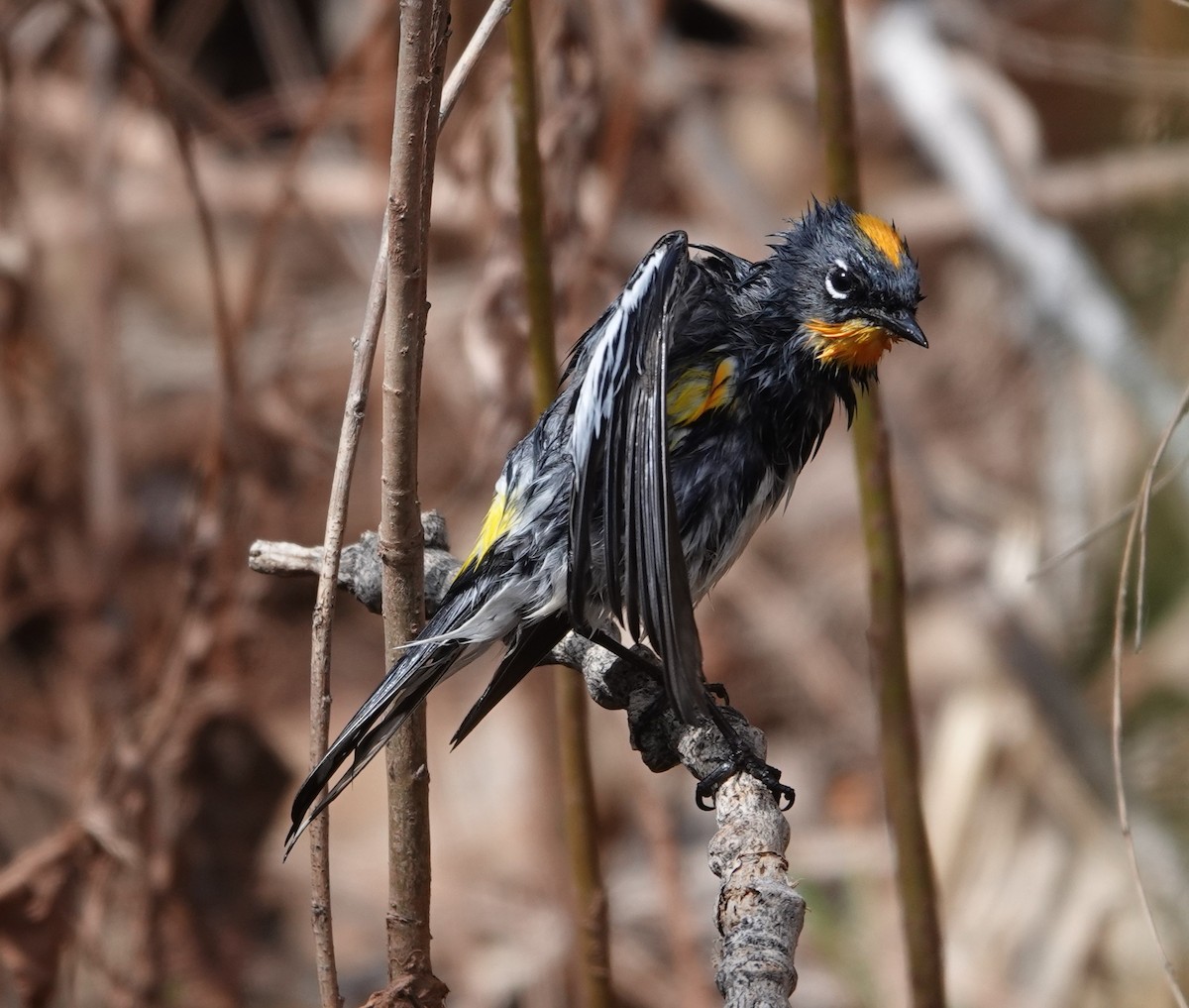 Yellow-rumped Warbler (Audubon's) - Rene Laubach