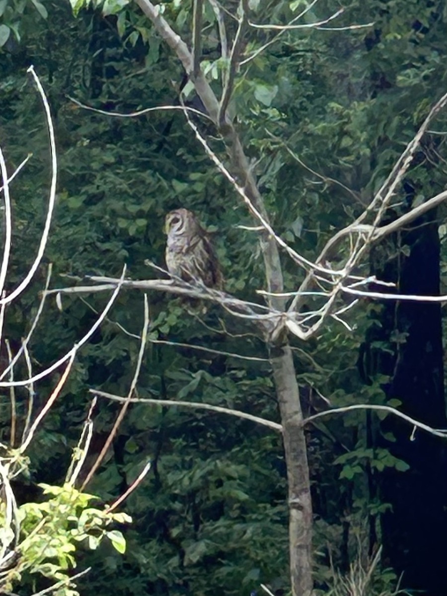 Barred Owl - ML618501915
