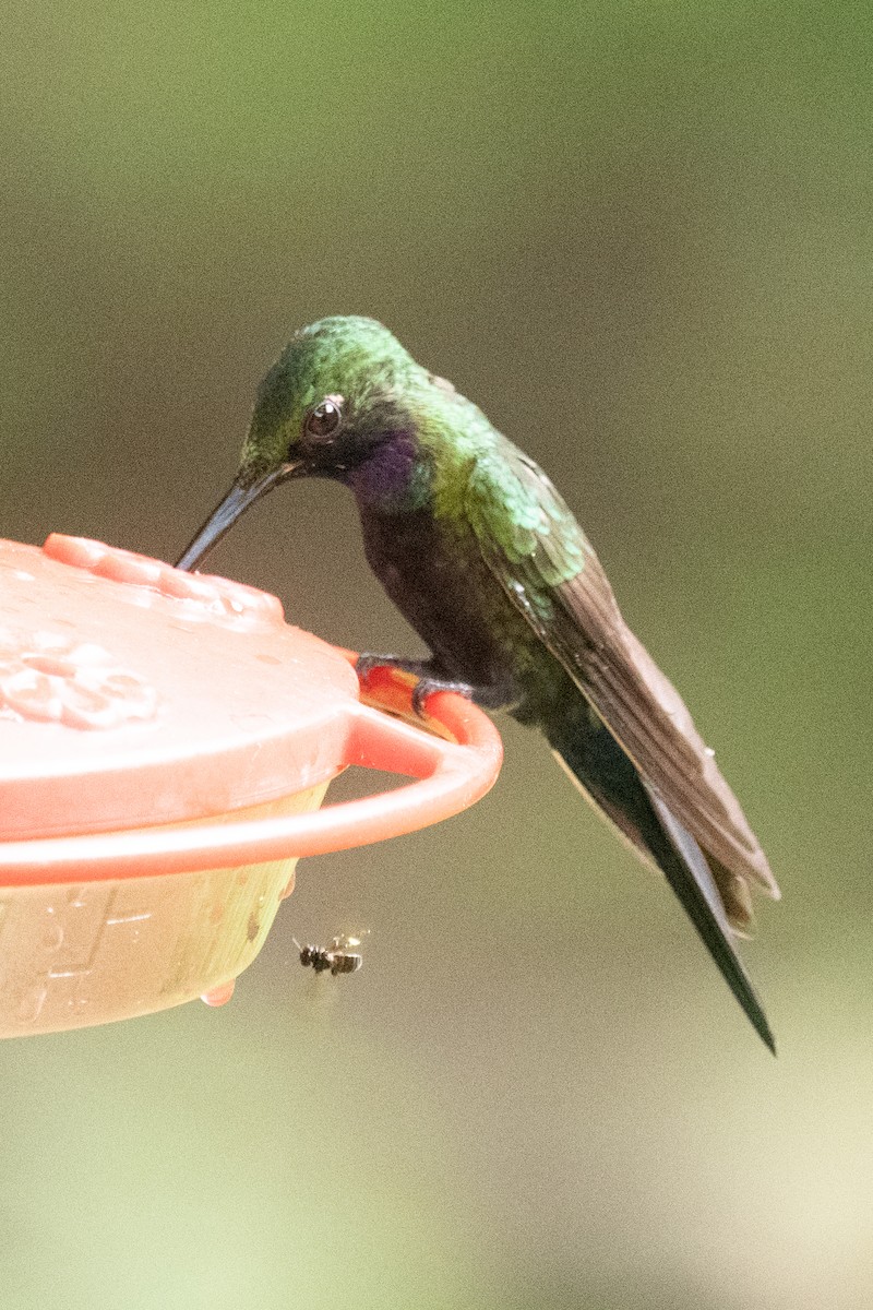 kolibřík zelenoprsý - ML618501920