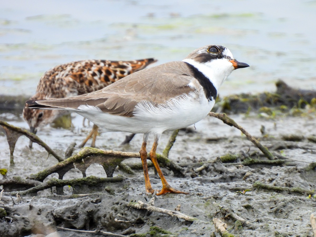 Semipalmated Plover - ML618501984