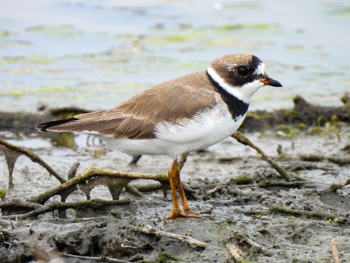 Semipalmated Plover - ML618501985