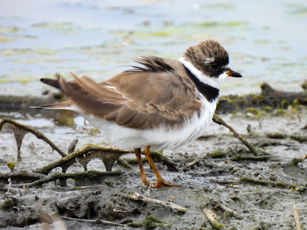 Semipalmated Plover - ML618501986