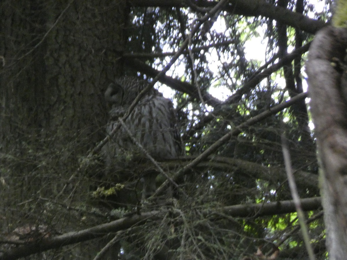 Barred Owl - ML618502003