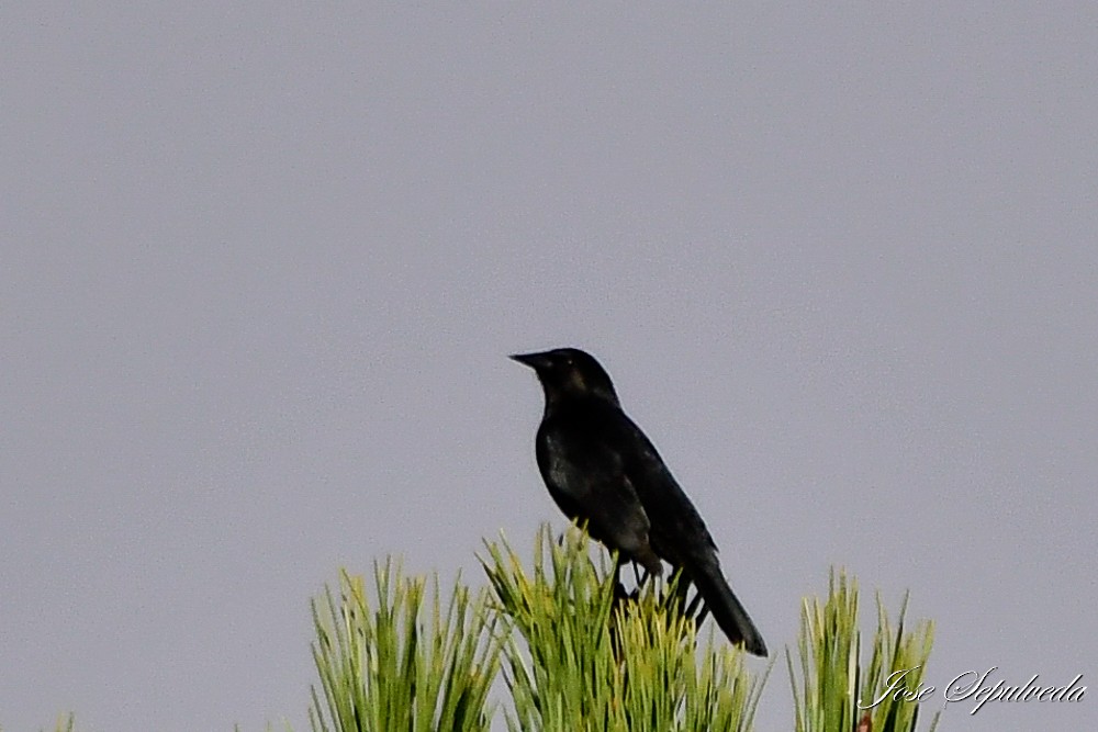 Austral Blackbird - ML618502008
