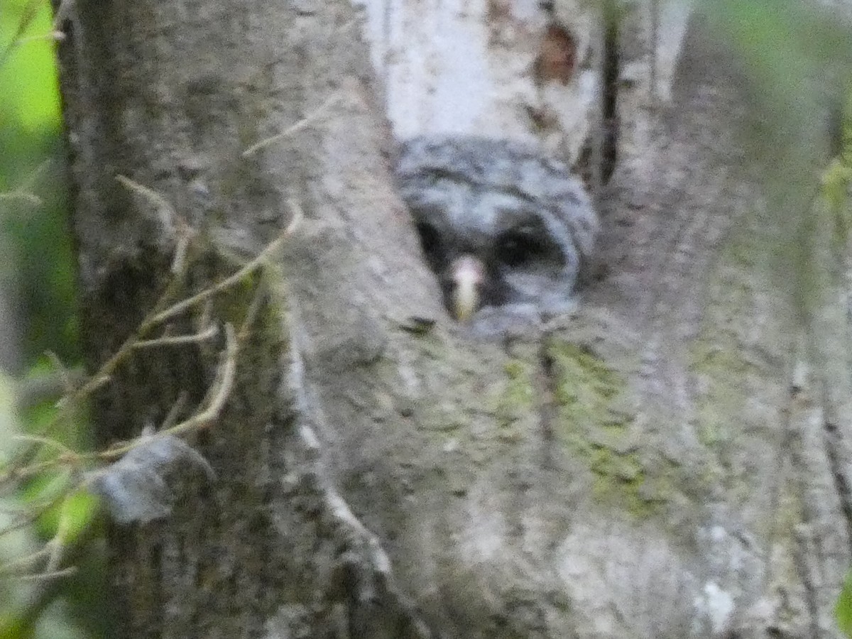 Barred Owl - ML618502010
