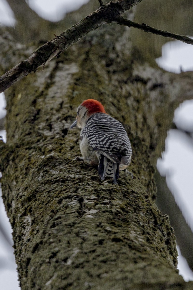 Red-bellied Woodpecker - Matt Bossert