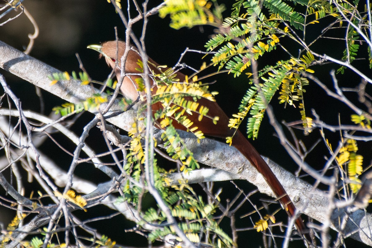 Squirrel Cuckoo (Middle America) - ML618502061