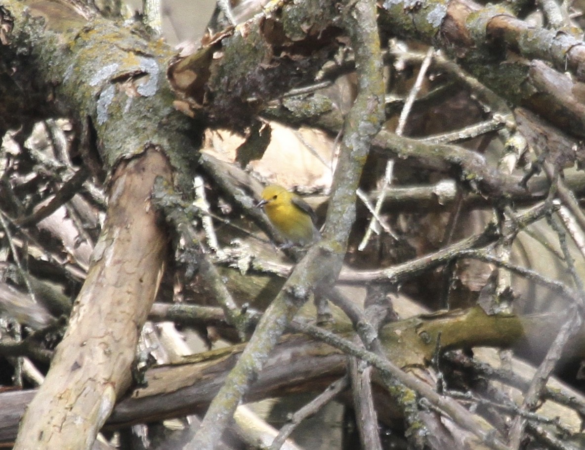 Prothonotary Warbler - ML618502081