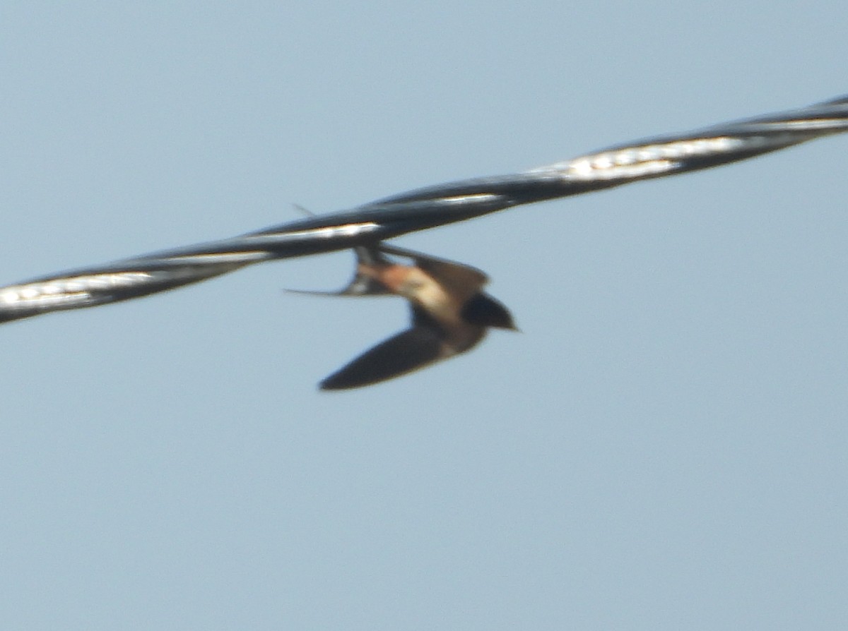 Red-rumped Swallow - ML618502084