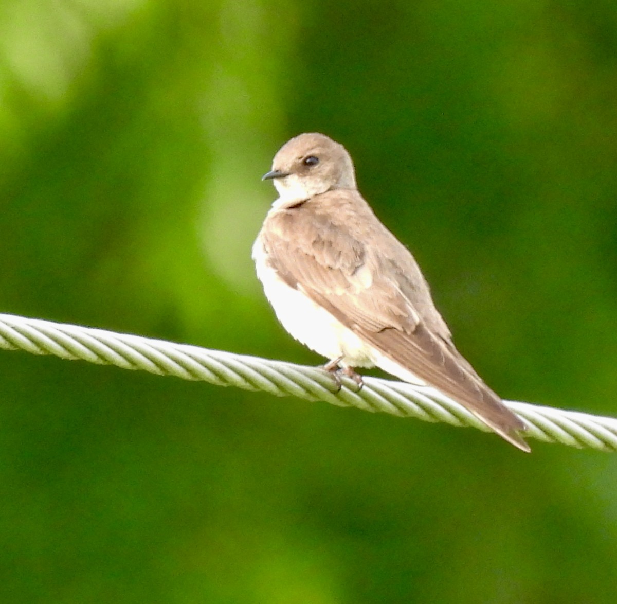 Northern Rough-winged Swallow - ML618502102
