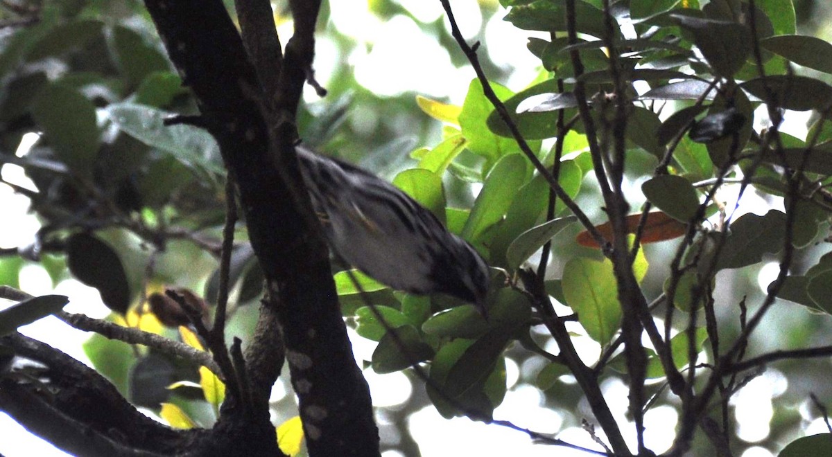 Black-and-white Warbler - ML618502110