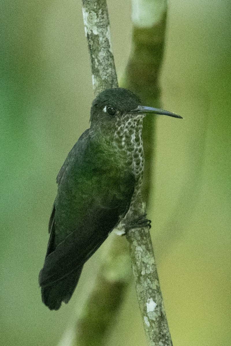 Many-spotted Hummingbird - Ross Bartholomew