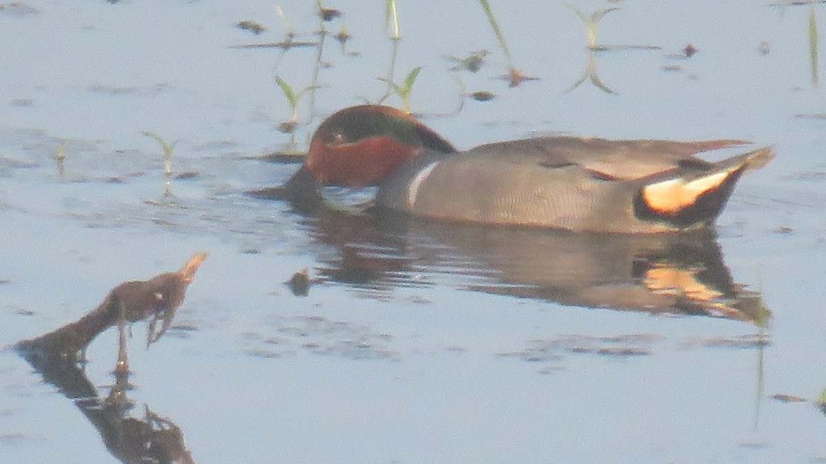 Green-winged Teal - ML618502229
