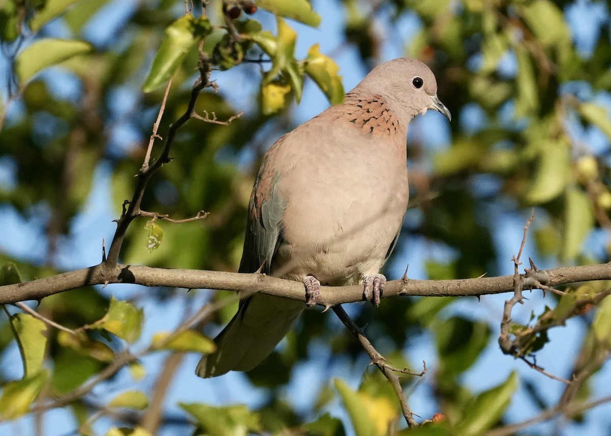 Laughing Dove - ML618502234